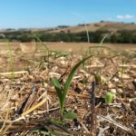 Soc. Agr. Lucangeli Aymerich di Laconi - Tenuta di Tavignano - Nascita delle cover crops