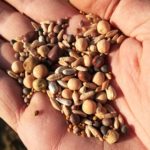 Soc. Agr. Tenute Pieralisi - Miscuglio di sementi di cover crops