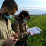 Valutazione visiva del frumento a cura di ricercatori UNIVPM