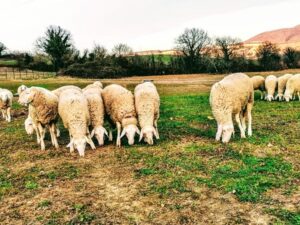 pecora fabrianese