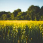 costi nascosti dei sistemi agroalimentari