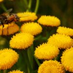 le api e l'agricoltura bio-rigenerativa