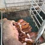 Allattamento suinetti nell’area di svezzamento.