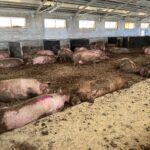 Capannone C4, con mangiatoie automatiche al coperto