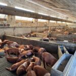 Area svezzamento dei suinetti.